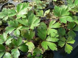 Image result for Aneilema chrysopogon