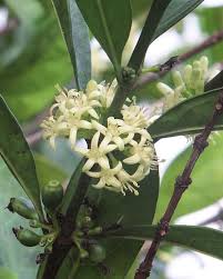 Image result for Colletoecema tortistilum