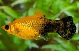Ciri Ciri Ikan Golden Black Hamil Faunadanflora Com