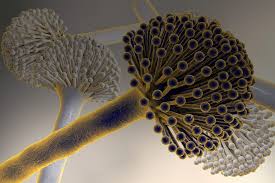 Its primary habitat is the soil. Fungiplex Aspergillus Bruker