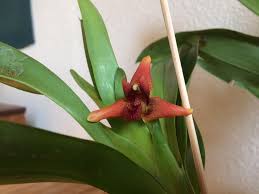 Image result for Otomeria elatior