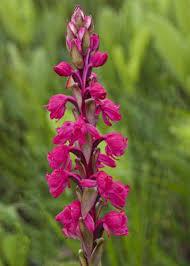 Image result for Satyrium macrophyllum