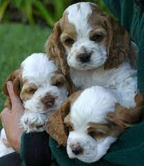 Ilene Dyer Spaniel Puppies Cocker Spaniel Puppies Cute Puppies