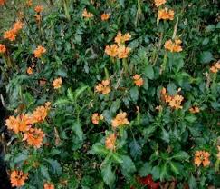 Image result for Crossandra greenstockii