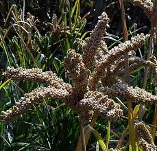 Image result for Eleusine africana