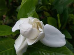 Maybe you would like to learn more about one of these? Gardening 101 Gardenia Gardenista