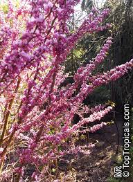 Image result for Commicarpus chinensis