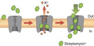 Image result for Streptomycin
