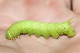 Image result for Blepharis inopinata