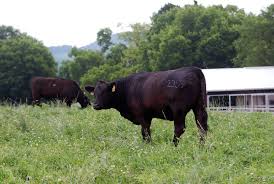 Image result for Tetany