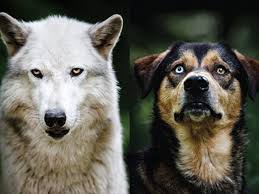 Kopek Ve Kurt