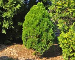 We did not find results for: Platycaldus Orientalis Aurea Nana Syn Thuja Orientalis Gardensonline