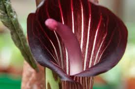 Image result for Arisaema
