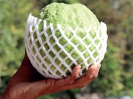 The feijoa, or pineapple guava, is a tropical plant native to brazil and new zealand. Bengaluru Iihr Has Developed The Country S Second Largest Guavas