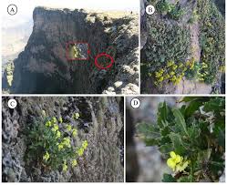 Image result for Disa cryptantha