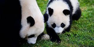 L'échographie avait montré la présence d'un embryon mesurant 1,74 cm de long sur 0,86 cm de large. Video Zoo De Beauval Bientot Un Nouveau Bebe Panda La Femelle Huan Huan Est Enceinte