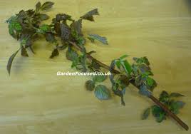 Root rot can lay waste to your plants. Raspberry Pests And Diseases Gardenfocused Co Uk