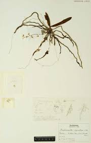 Image result for Rhipidoglossum