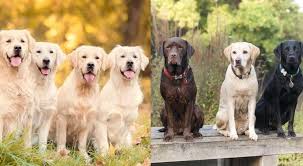 Golden retriever golden lab mix almalı mıyım? Golden Retriever Vs Labrador 10 Differences You Should Know All Things Dogs All Things Dogs