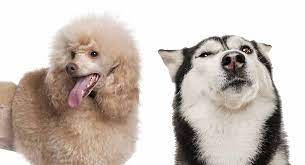 These fluffy, adorable, and playful huskipoo puppies are a cross between a siberian husky and a poodle. Husky Poodle Mix Breed Information A Guide To The Huskydoodle Dog