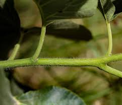 Image result for Cordia africana