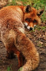 My Very Own Life In The Woods Animals Beautiful Fox Animals Wild