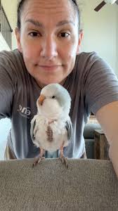 A celebratory bacon pancakes for Miss Augustine and her new feathers. She  is still doing well and recovering 🙏🏻 #auggie #quakerparrot #rescue  #baconpancakes