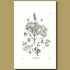 Image result for Phyllocladus trichomanoides