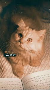 قطوه رمزيه رمزيات فدوه كيوت ستوري سناب انستا كتاب Cute Love Cartoons Cute Stories Cute Girl Wallpaper