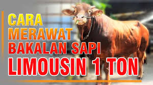 Biar lembu yang jadi lembu. Cara Merawat Sapi Bakalan 1 Ton Sapibagus Com