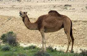 A type of arabian camel bred for racing and riding , having a single hump and long. Dromedary Encyclopedia Of Life