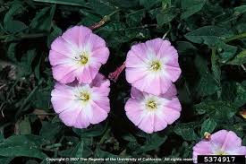 Image result for Convolvulus arvensis