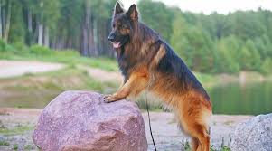 By proceeding, you consent to our legal notice and acknowledge. Long Haired German Shepherd Fluffy Coat Gsd Genetics Puppy Costs