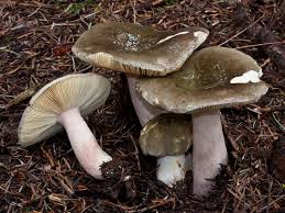 Image result for Russula sp
