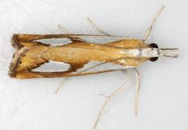 Image result for Catoptria pinella