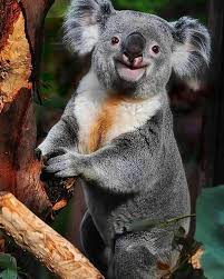 Save The Koalas On Instagram How Would You Caption This Help The Koalas Link In Bio Follow Us Savemykoalas F In 2020 Happy Animals Animals Animal Photo
