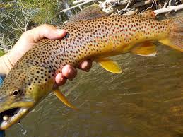 Saturdays, sundays and holidays during the summer or by appointment. Montana Fishing Report Brown Trout Bite Surges As Fall Spawn Nears Outdoors Billingsgazette Com