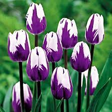 Blueberry Swirl Tulip Bulbs 10 Count Walmart Com Bulb Flowers Flower Seeds Tulip Seeds