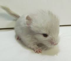 Apparently, the cost of the chinchilla is the biggest amount you need to spend. Bergland Chinchillas