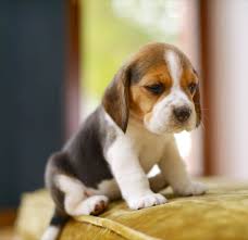 Beagle puppies for adoption in wisconsin. Pocket Beagle 7 Bite Sized Facts You Need To Know Perfect Dog Breeds