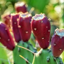 Sweet, delicious prickly pear (cactus pear) are round to oval fruits obtained from the cactus plants. Prickly Pear Seed Oil Green Beauty S Most Coveted Oil Beauty Heroes
