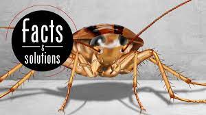 How long does pest control take? Found A Baby Cockroach It S Time To Act Fast Cockroach Facts