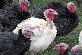 selecting the most suitable breed of turkeys for your flock