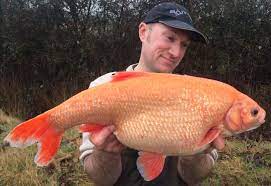 Pond fish information pond fish are cold water varieties and can remain in the pond during the winter with proper preparation, as long as the pond is deep and large enough and care is taken that it does not freeze completely. Golden Orfe Target Finally Landed By Specimen Fish Ace
