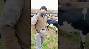 adapazari hayvan pazari fiyat ve pazarliklari dana duve besicilik hayvancilik pazar hayvan youtube