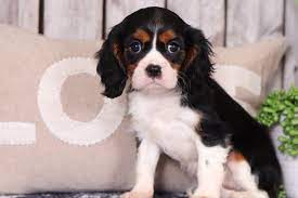 Maybe you would like to learn more about one of these? Justine Precious Cavalier King Charles Spaniel Puppies Online
