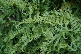 Image result for Microlepia