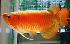 23 Arti Mimpi Tentang Ikan Arwana Menurut Primbon Jawa Dan Islam Arti Mimpi