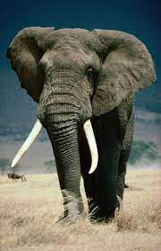 Wildlife Photography Animal Elephant Tanzania Arusha Ngorongoro Conservation Area East Africa By Lonely Plan African Animals Elephants Photos Elephant