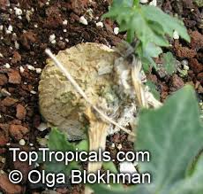 Image result for Coccinia sessilifolia